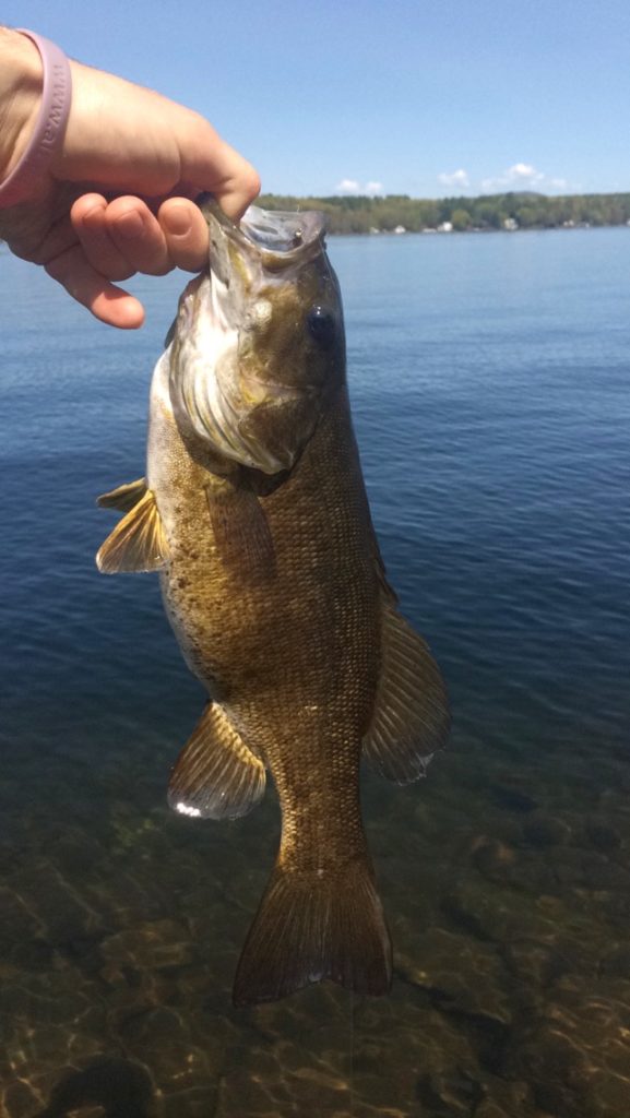 Bass from Lake Winnisquam