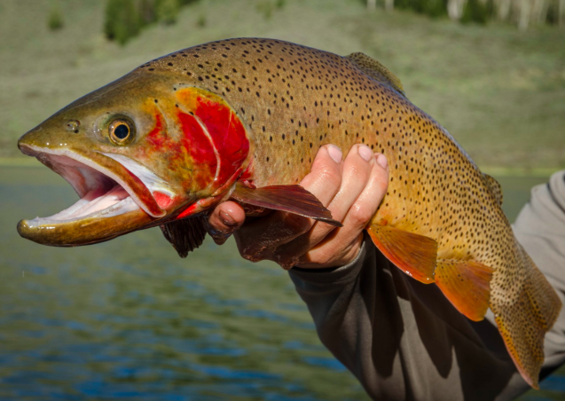 Cutthroat Trout