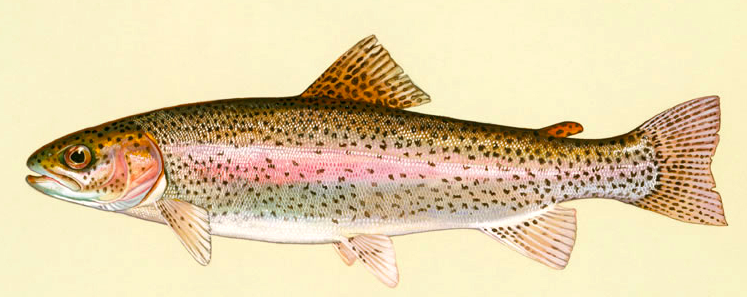 Rainbow Trout