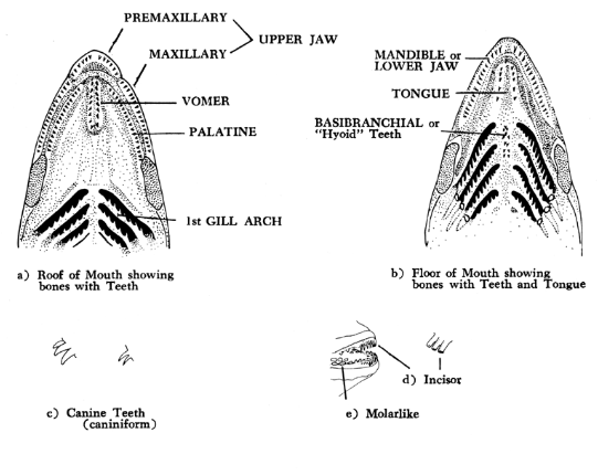 Trout Teeth Diagram
