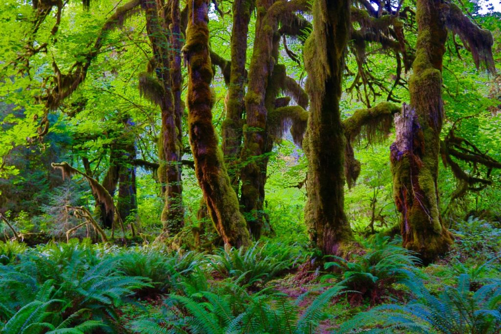 A sunny day in the Hoh Rainforest, showing ferns and trees covered with moss