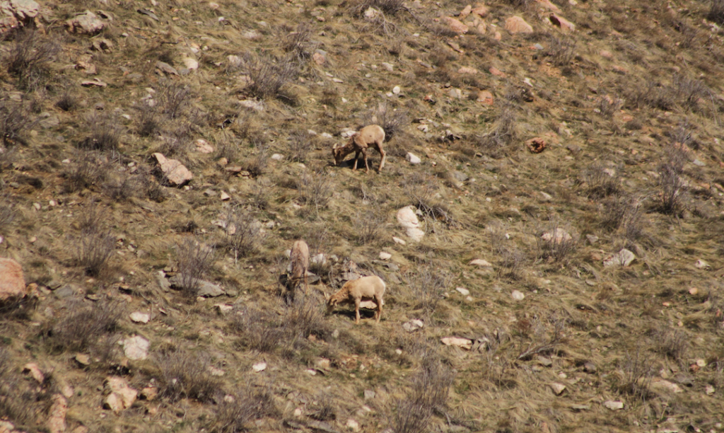 Rams on the Hewlett Gulch Trail