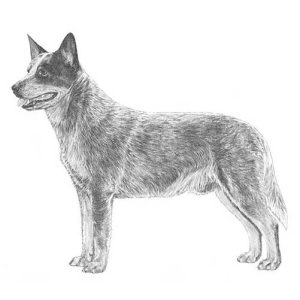 Australian Cattle Dog