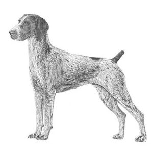 German Shorthaired Pointer