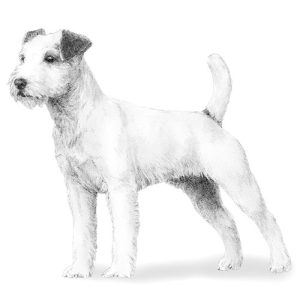 Parson Russell Terrier