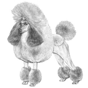 Poodle (Miniature)