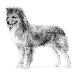 Pyrenean Shepherd