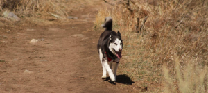 Huskie Hiking
