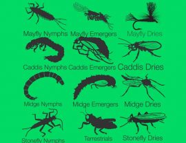 Bug Entomology And Lifecycle Diagram