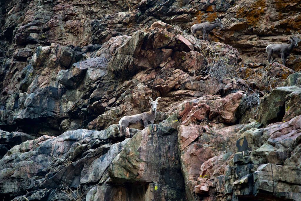 Bighorn Sheep In Waterton Canyon
