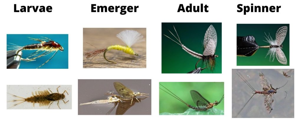 Mayfly Life Stages And Flies