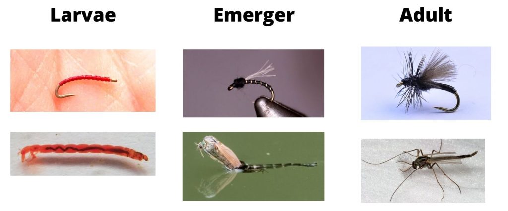 Midge Life Stages And Flies