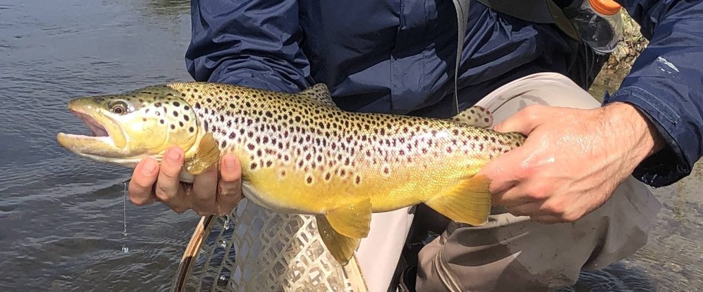 Brown Trout