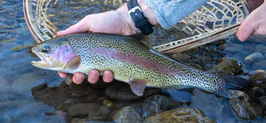Female Rainbow Trout