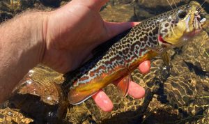 Tiger Trout