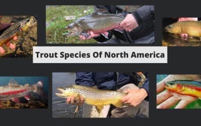 Trout Species of North America: Ranges, Identification, & More