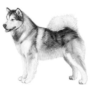 Alaskan Malamute illustration.