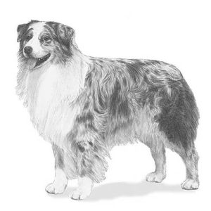 Australian Shepherd