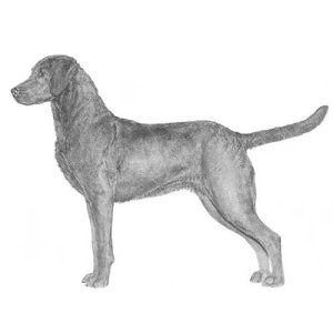 Chesapeake Bay Retriever