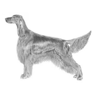 Irish Setter