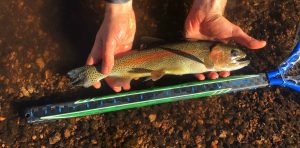 O'Pros Net Measurement