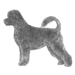 Portuguese Water Dog