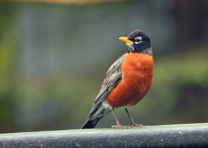 American Robin