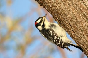 Downy Woodpecker