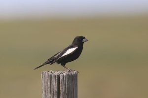 Lark Bunting (male) (calamospiza melanocorys) perched on a wooden post