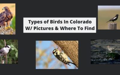 Types of Birds In Colorado W/ Pictures & Where To Find