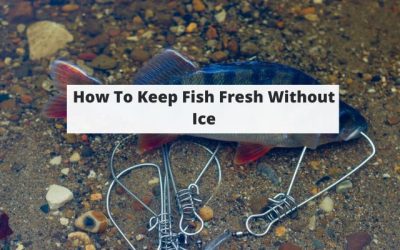 How To Keep Fish Fresh Without Ice