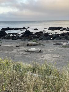 Lost Coast Trail animal encounters