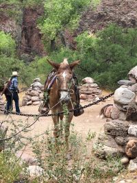 Horses along the rim to rim