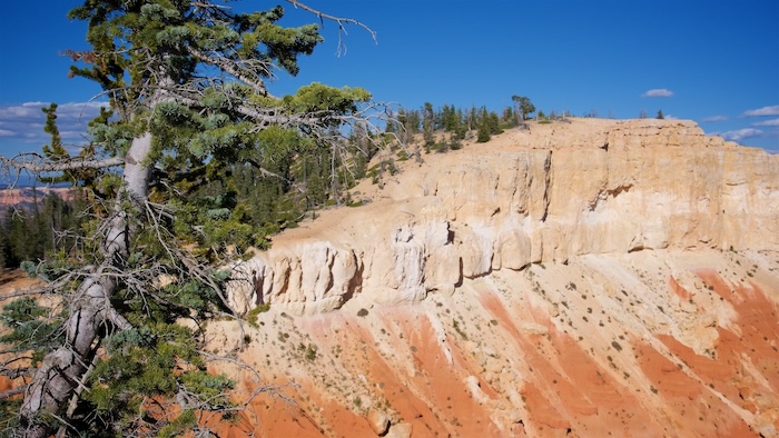 Bristlecone Loop Trail
