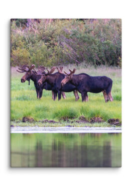 Canvas Print: 3 Moose In Wasatch Mountains, Utah