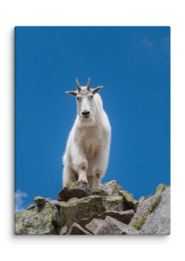Canvas Print: Mountain Goat Near the Summit Of Maroon Peak, Colorado
