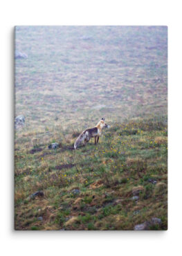 Canvas Print: A Lone Coyote In The Colorado Rockies