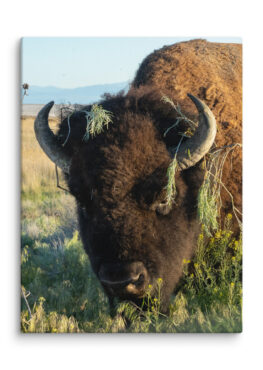 Canvas Print: Antelope Island Bison Close Up